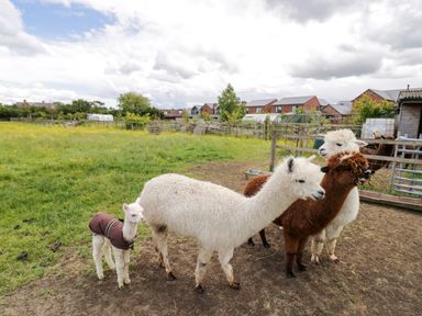 A field with four alpacas one wearing a coat with houses in the background at Lavender Cottage in Oxhill near Tysoe