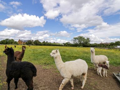 A field with alpacas and a building in the background at Lavender Cottage in Oxhill near Tysoe