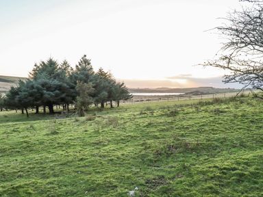 A grassy field with a cluster of evergreen trees and a tree with bare branches at Villa 18 Lanteglos Holiday Park in Lanteglos Holiday Park near Camelford