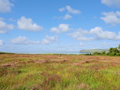 A grassy field with patches of pink and green vegetation with a view of the sea and a cliff in the background at West Dairy near Newport Pembrokeshire