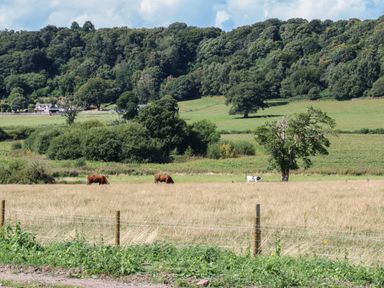 A field with cows grazing near trees and a house in the background at Paradise in Kenstone near Hodnet