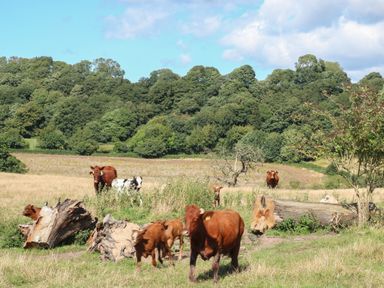 A grassy field with cows and tree logs in front of a wooded hillside at Hawkstone in Kenstone near Hodnet