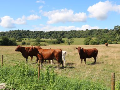 A field with six cows behind a wire fence with trees and hills in the background at Hawkstone in Kenstone near Hodnet
