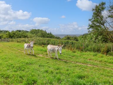 Two donkeys walking on a grassy path with bushes trees and sea in the background at Seaweed Weston near Sidmouth