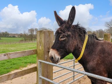 A donkey standing next to a wooden fence in a grassy field at Seaweed in Weston near Sidmouth