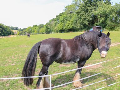 A black horse wearing a fly mask in a fenced grassy field with trees and another horse in the background at Peacock Lodge in Swannington near Coalville