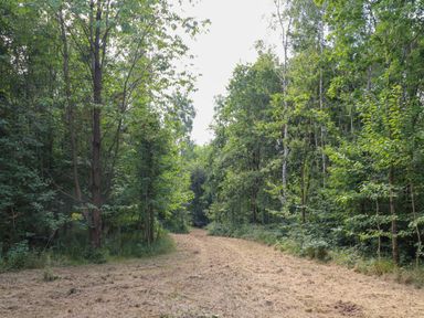 A dirt path surrounded by trees in a forest at Peacock Lodge in Swannington near Coalville