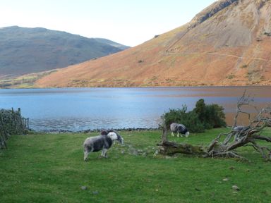 A grassy field with three sheep near a lake with hills in the background