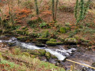 A forest stream with moss-covered rocks and autumn leaves at 22 Two Little Ducks in Lynton