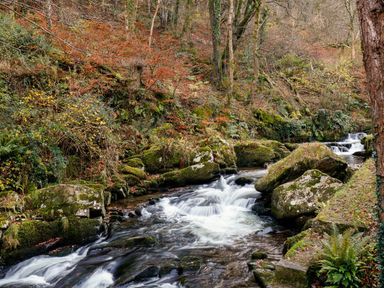 A flowing stream with mossy rocks surrounded by ferns and leafless trees at 22 Two Little Ducks in Lynton
