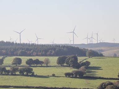 Wind turbines behind a forest and green fields with scattered trees and sheep at Cae Bach in Cyffylliog near Ruthin