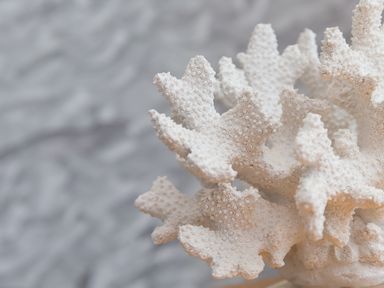 Close up of white coral with detailed texture and branching pattern