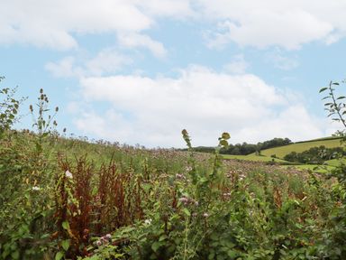 A field with wildflowers and green hills under a blue sky with clouds at Hole Farm Stables Bickington near Ashburton