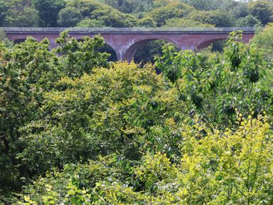 A view of trees with a large brick arched bridge in the background at Ramson in Saltburn-By-The-Sea