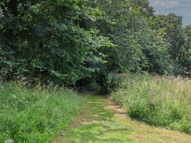 A grassy path surrounded by tall grass and trees at Ramson in Saltburn-By-The-Sea