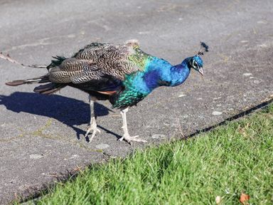 A peacock walking on a concrete path with grass nearby at Ramson in Saltburn-By-The-Sea