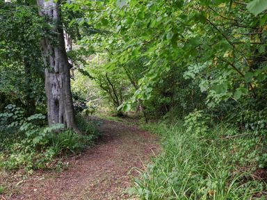 A winding path through trees and shrubs at Ramson in Saltburn-By-The-Sea