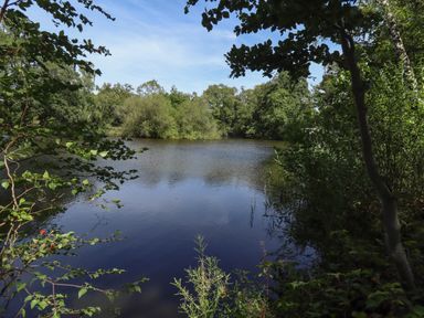 A pond surrounded by trees and bushes under a blue sky at Sunset Lodge in Woodhall Spa