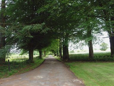 A tree-lined pathway with grass and fencing on both sides at Alston Hall in Battisborough Cross