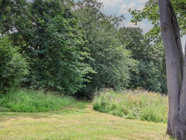A grassy path surrounded by dense green trees and tall grass with a tree trunk on the right side at Cowslip in Saltburn-By-The-Sea
