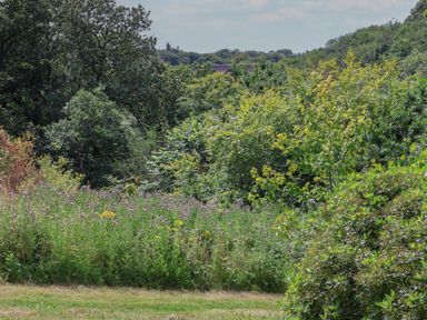 Green trees and bushes with a grassy area in the foreground at Cowslip in Saltburn-By-The-Sea