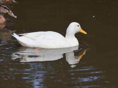 A white duck and a brown duck swimming in a pond at Cowslip in Saltburn-By-The-Sea