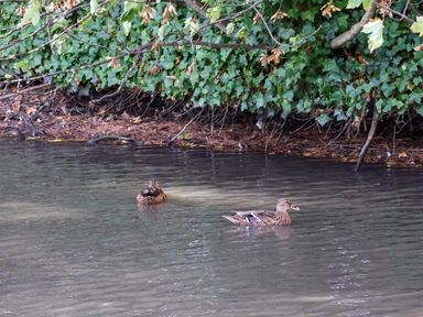 Ducks swimming in a pond surrounded by ivy at Cowslip Saltburn-By-The-Sea