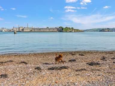 A dog running on a rocky beach with water and buildings in the background at Seascape in Kingsand