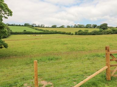 A fenced green field with cows grazing and trees in the background at Cuckoo's Nest in South Molton