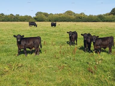 A green field with six black cows and trees in the background at Cuckoo's Nest in South Molton