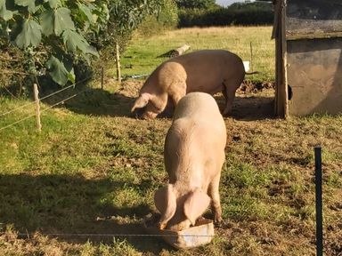 Two pigs in a fenced grassy area near a small wooden shelter at Cuckoo's Nest in South Molton