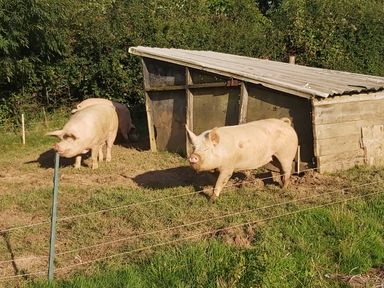Pigs near a wooden shelter in a fenced grassy outdoor area at Cuckoo's Nest in South Molton