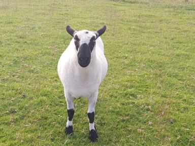 A sheep standing on grass in a field at Cuckoo's Nest in South Molton