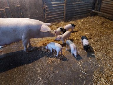 A pig with piglets eating food on a barn floor covered with straw at Cuckoo's Nest in South Molton