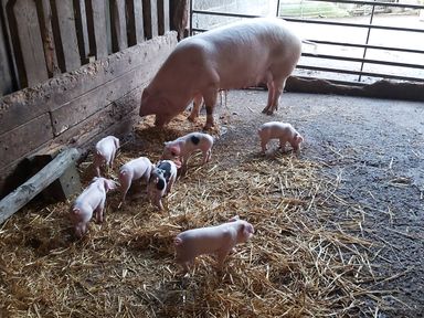 A pig and eight piglets in a barn with straw on the floor at Cuckoo's Nest in South Molton