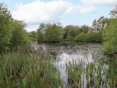 A pond surrounded by trees and plants at Bryn Isaf in Swyddffynnon near Pontrhydfendigaid