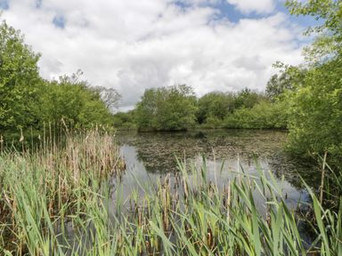 A pond surrounded by reeds and trees at Bryn Isaf in Swyddffynnon near Pontrhydfendigaid