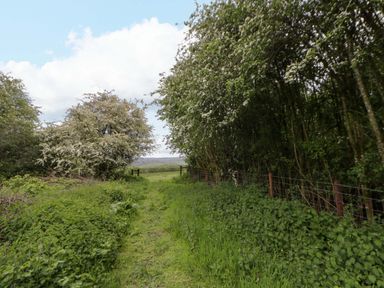 A path between trees and a fence at Bryn Isaf in Swyddffynnon near Pontrhydfendigaid