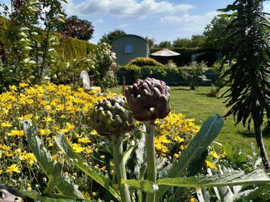 A garden with artichokes and yellow flowers at Higher Merther Farm Shepherds Hut Sithney near Helston