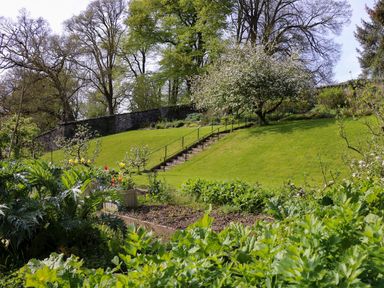 A garden with green plants flowers and a tree on a grassy slope with stone steps and a stone wall in the background at Trem-Yr-Afon in Aberaeron