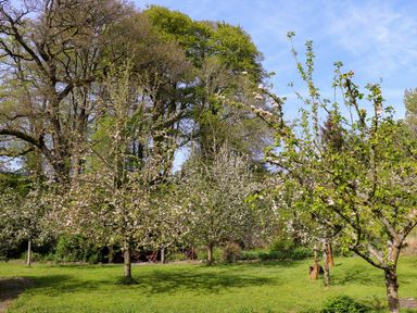A garden with blossoming trees and green grass under a blue sky at Trem-Yr-Afon in Aberaeron