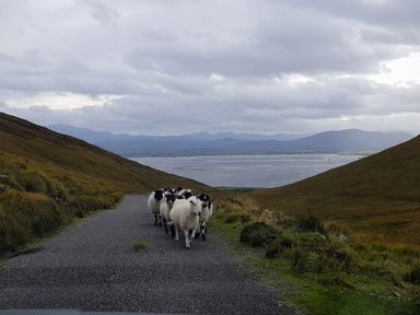A group of sheep walking on a narrow road between grassy hills with a body of water and mountains in the background at Knockbrack in Lonart near Killorglin County Kerry