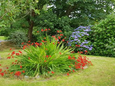 A garden bed with red flowers and green foliage surrounded by grass and trees at Knockbrack Lonart near Killorglin County Kerry