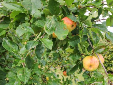 Green leaves and red apples growing on a tree branch