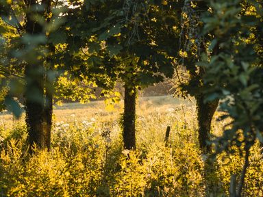 A sunlit field with trees and wildflowers in a natural outdoor setting
