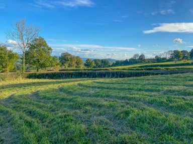 A grassy field with a tree and hedges under a blue sky at The Wheelhouse in Beacon near Yarcombe