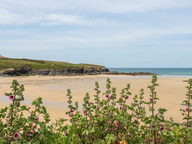 A sandy beach with green plants and pink flowers in the foreground near rocky cliffs at Pepper Cove near St Merryn