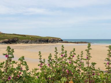 A sandy beach with flowering plants in the foreground and rocks and grass in the background at Hawker's Cove near St Merryn