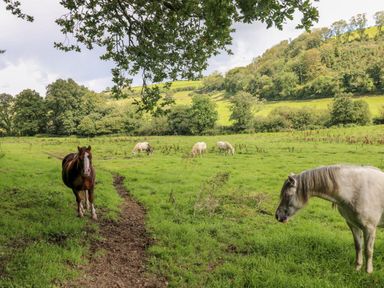 A grassy field with several horses grazing and trees on the surrounding hills at Little Pale Near Whitland