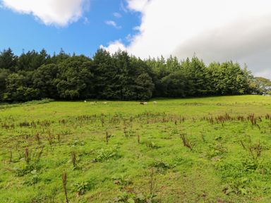 A green grassy field with scattered plants horses grazing and a dense tree line in the background at Little Pale Near Whitland